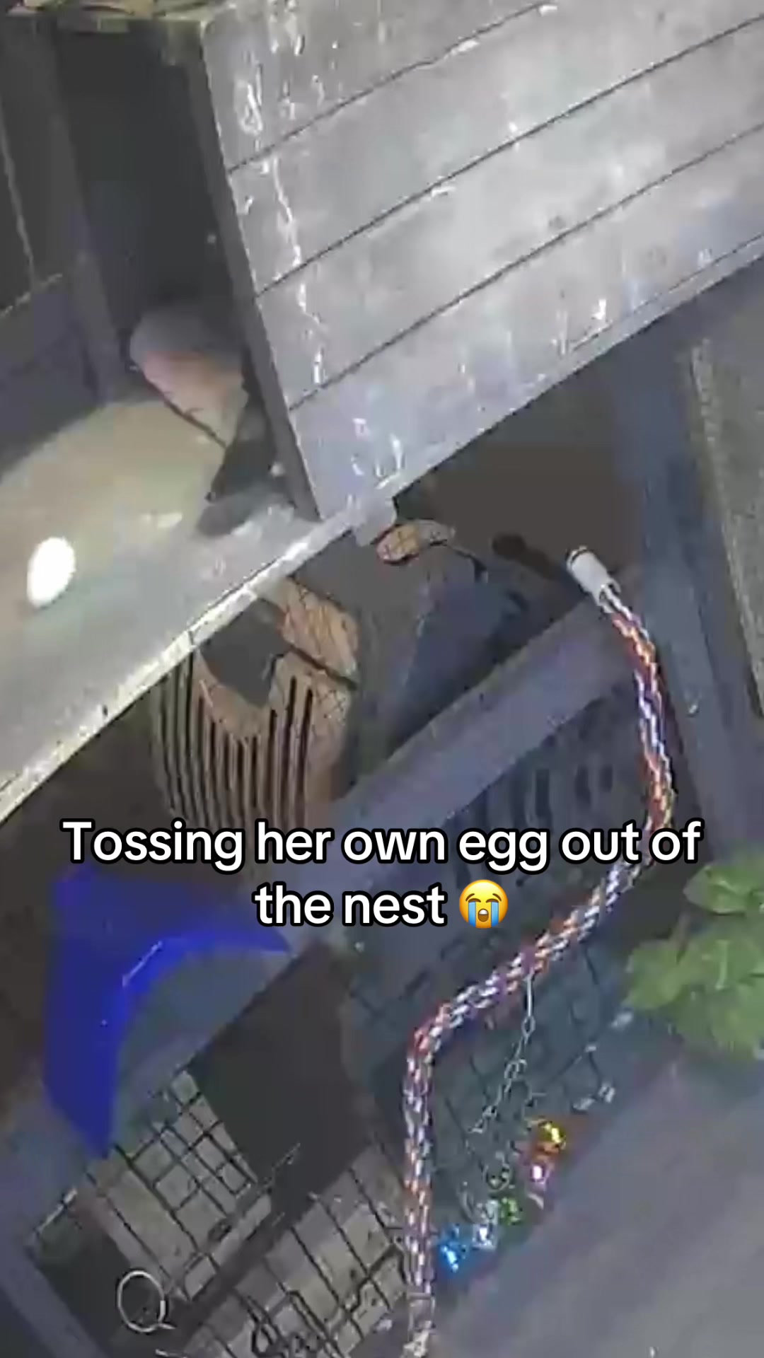 @🦎Abby’s Animals🐦