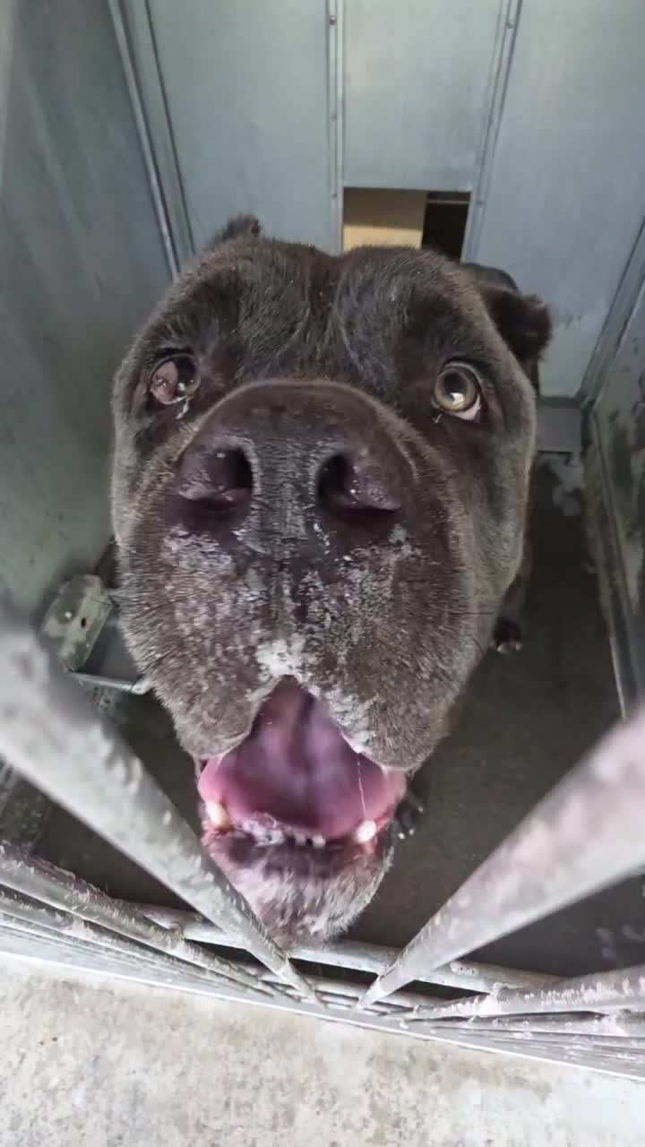 @Cane Corsos