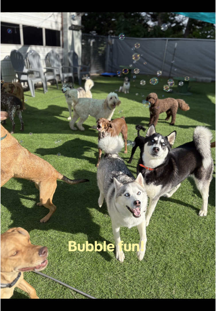 @Hound Housing Doggie Daycare