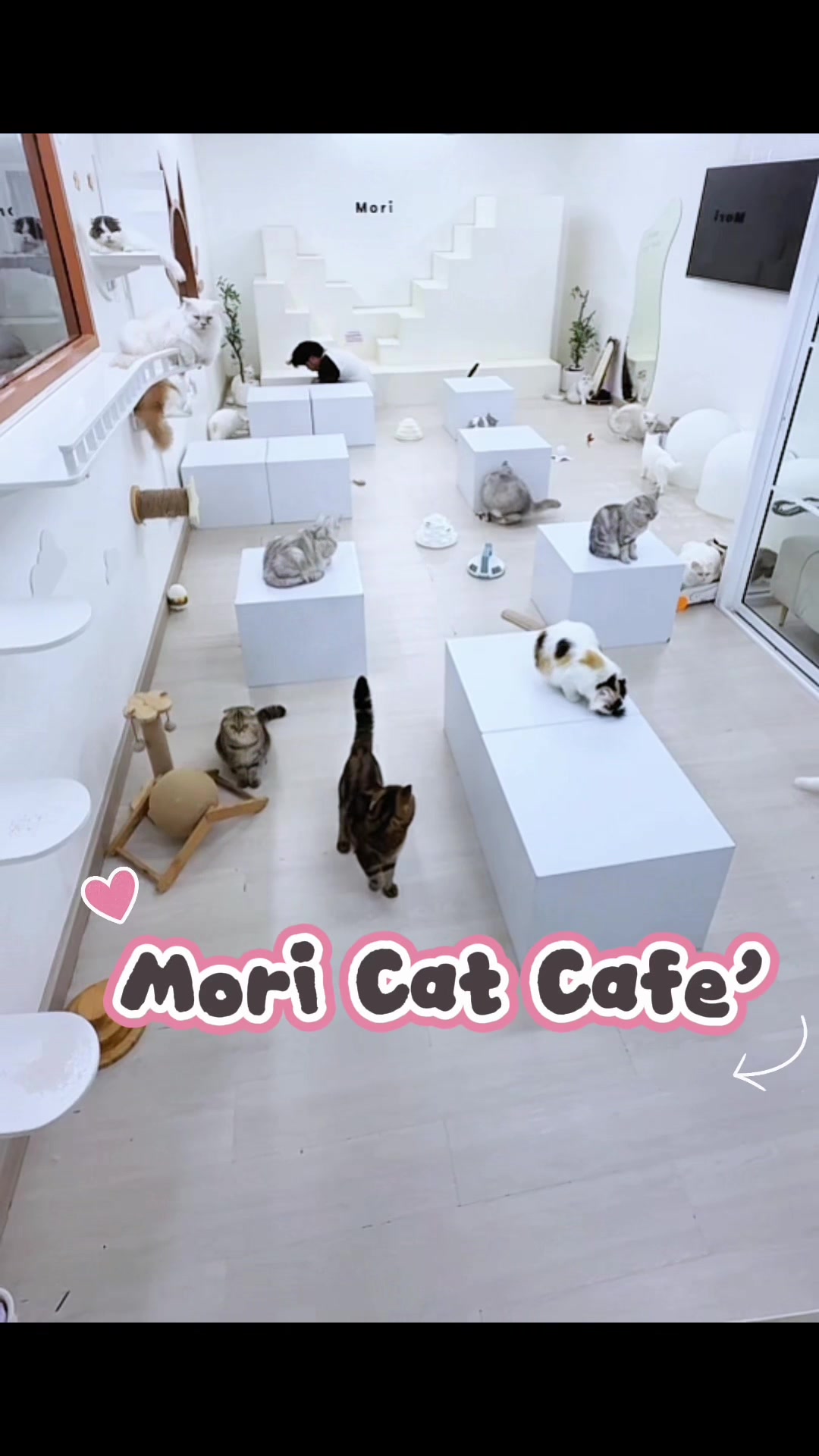 @คาเฟ่แมวโมริ Mori cat cafe'