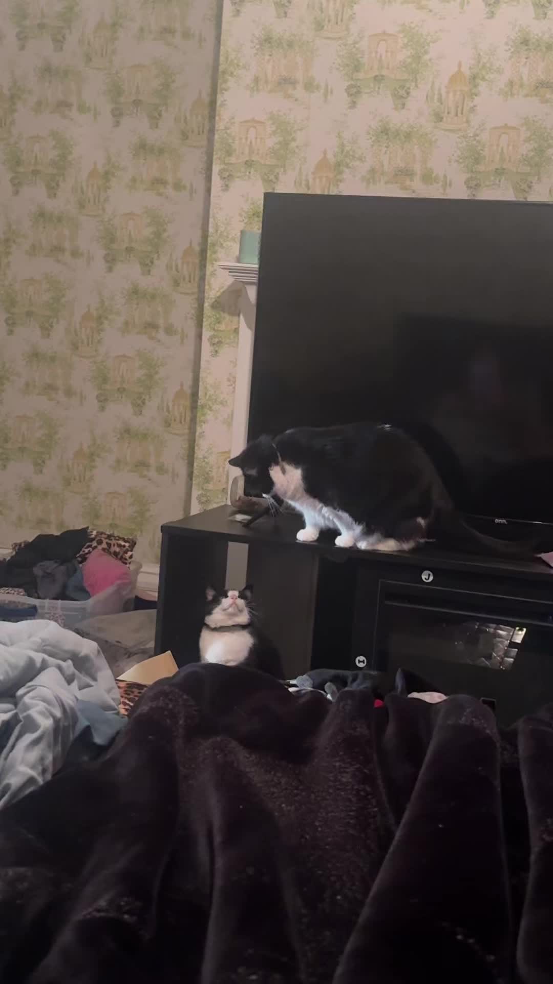 @Markiettea’s pet’s