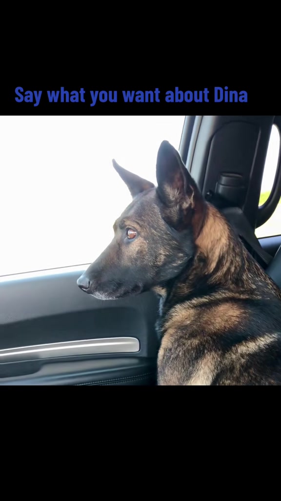 @K9 Dina