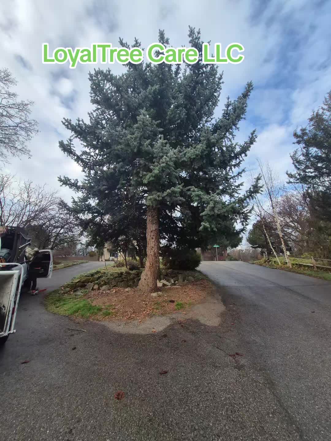 @LoyalTreeCare