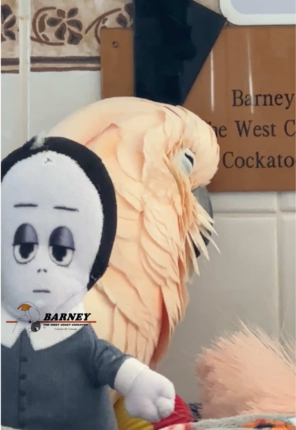 @Barney the West Coast Cockatoo