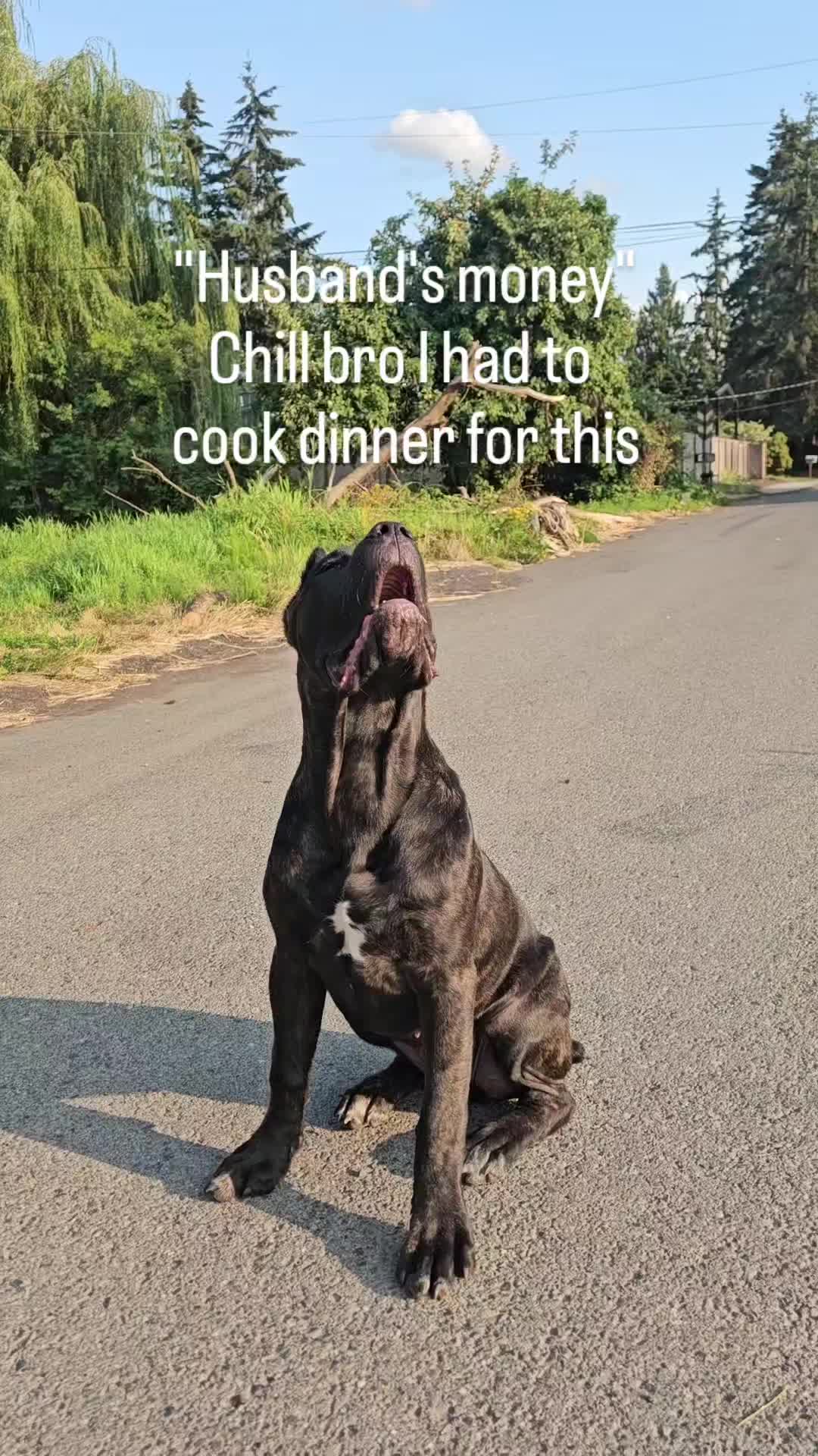 @SalmonCreekCaneCorso