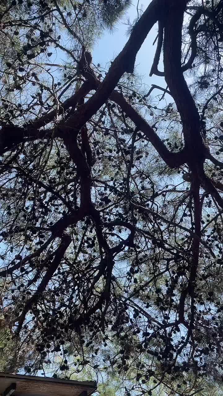 @saraaro0206