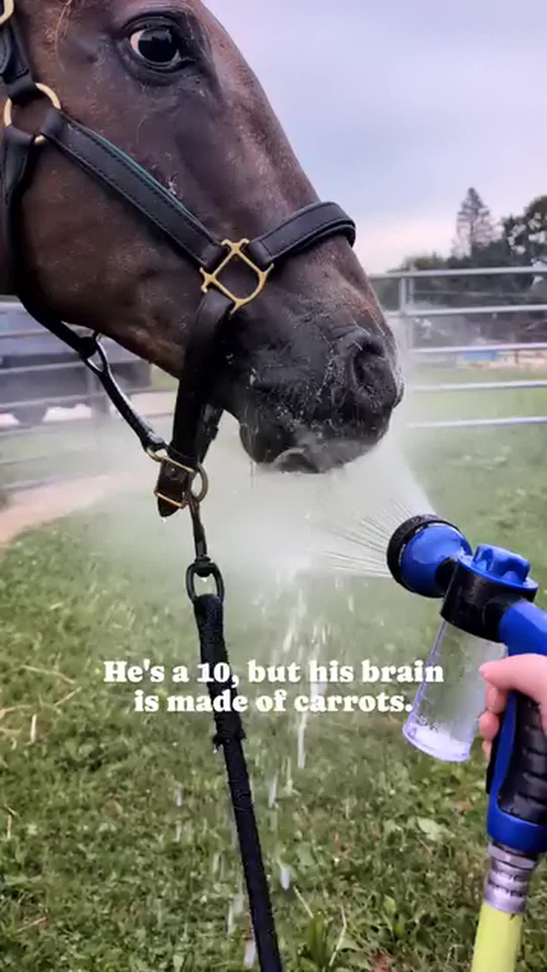 @Beth - Epona Media