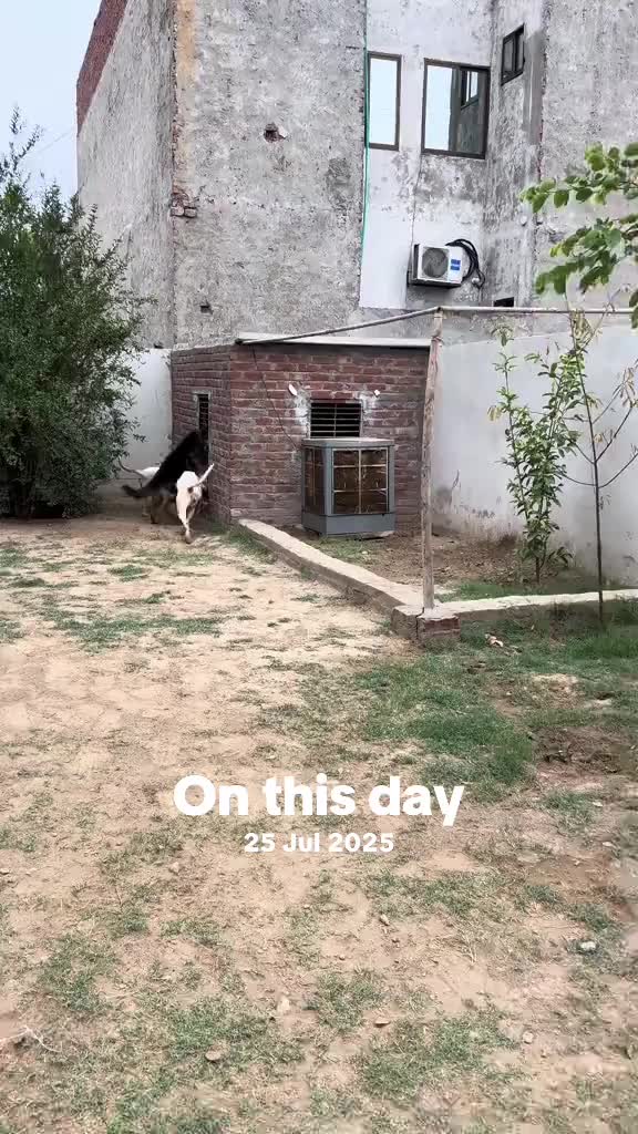 @LIGER the DOGO ARGENTINO