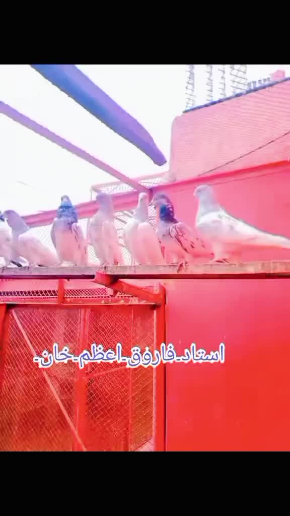 @ustadfarooqazamkhan