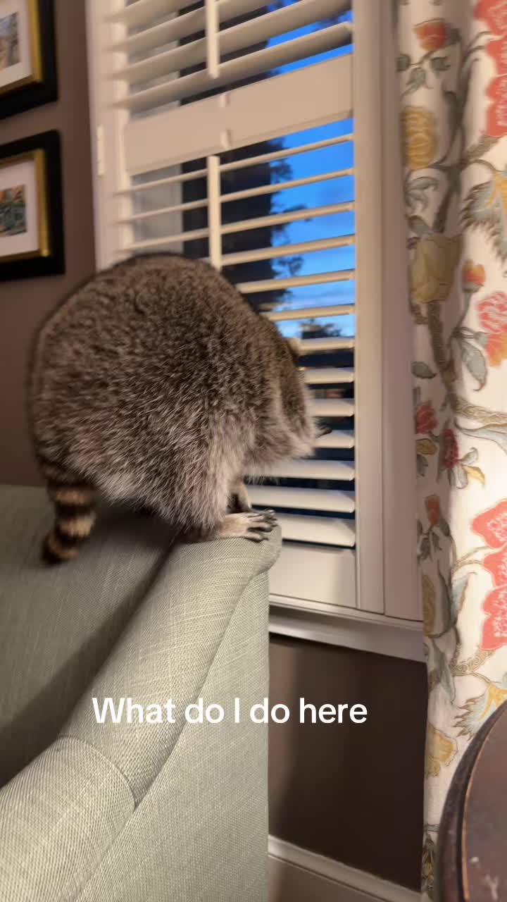 @troublewithollie