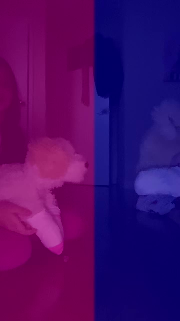@🐾🎄⛄️Essa owner🎄⛄️🐾