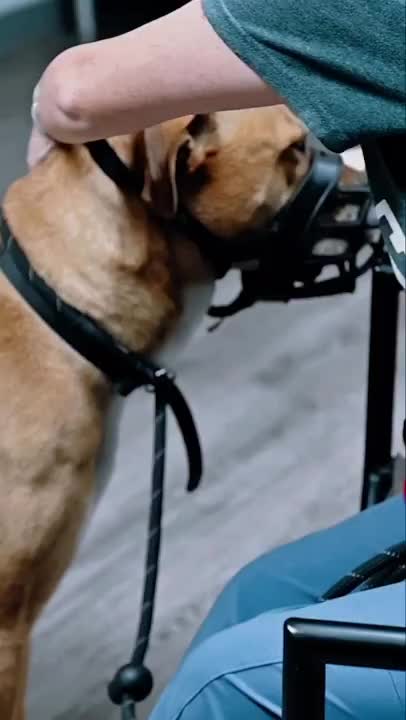 @Miracle K9 Training