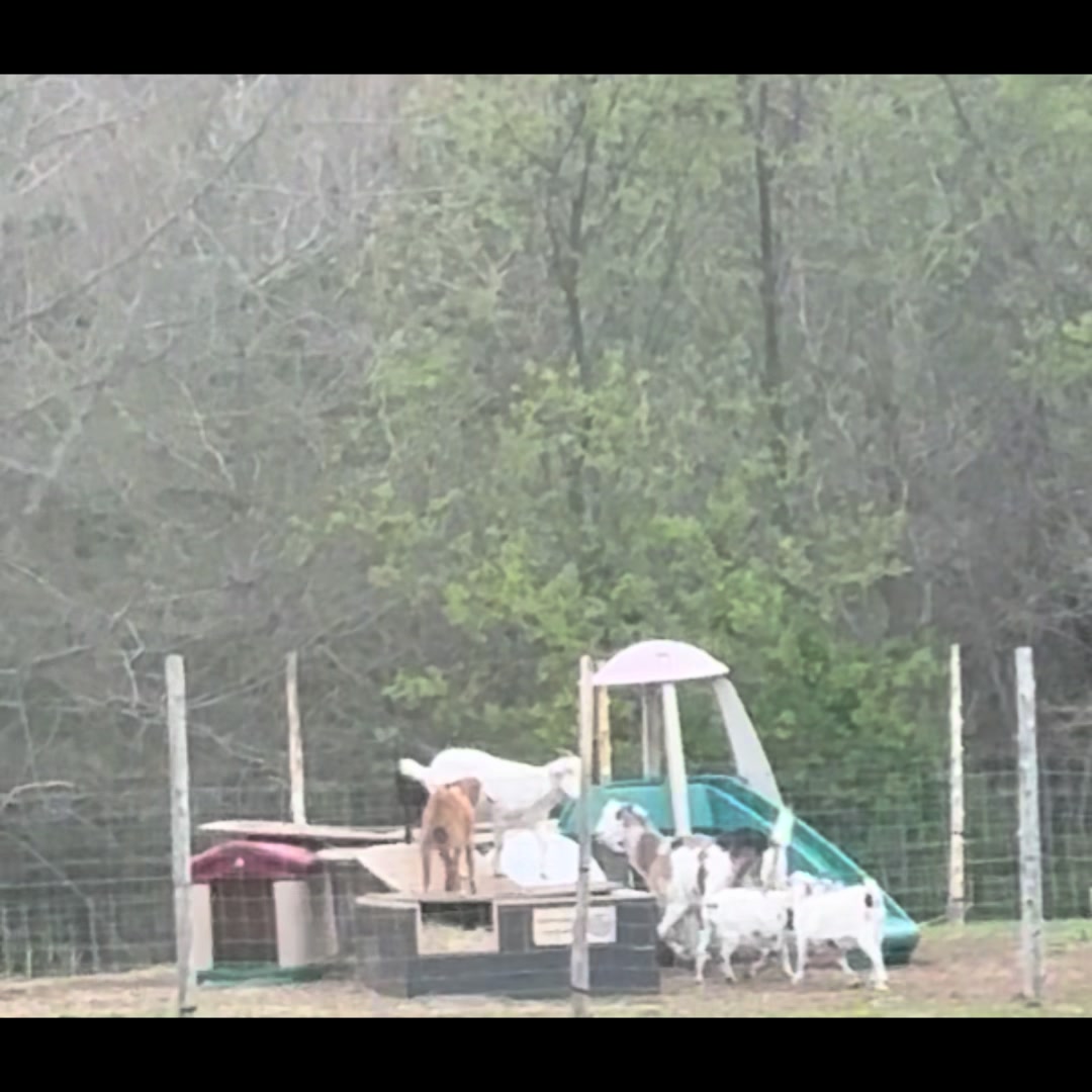 @Friends Forever Animal Rescue
