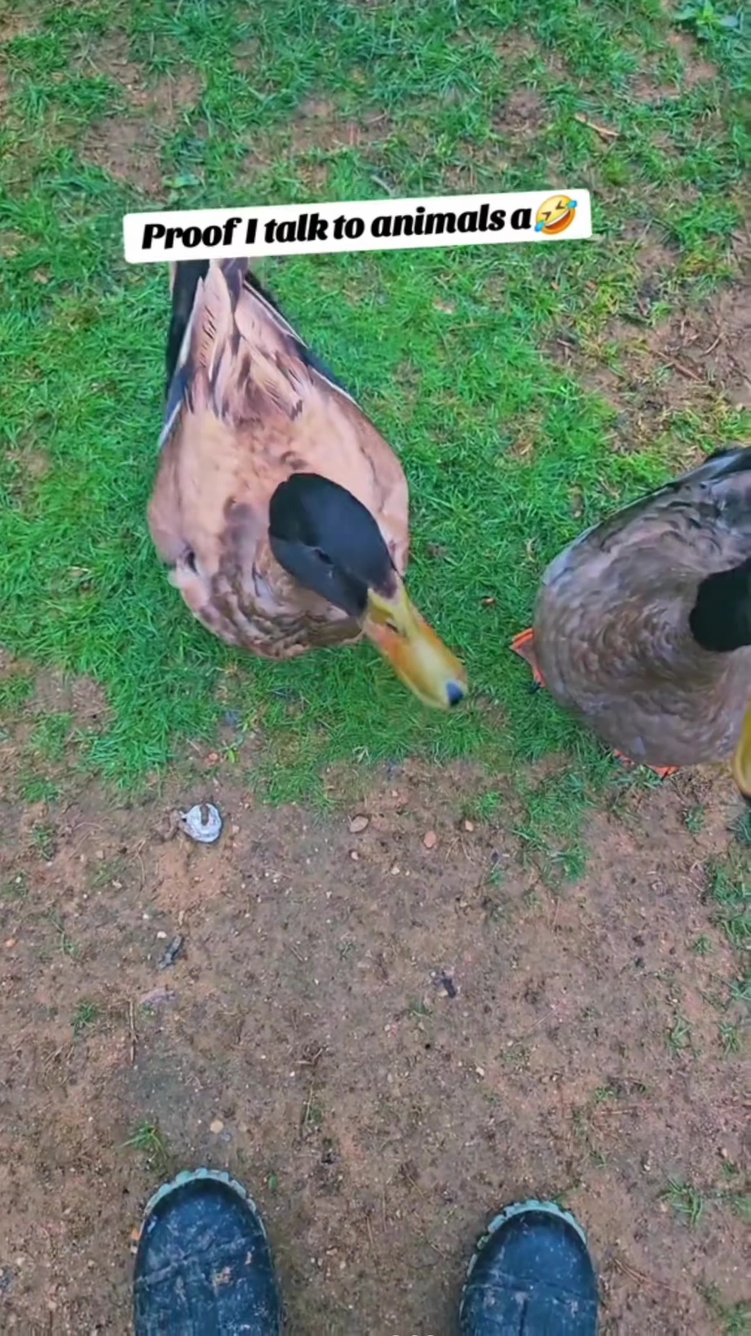 @Cluck and Waddle Farm Rescue