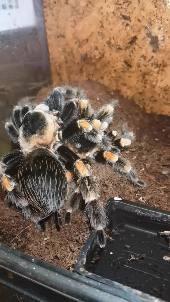 @angry_spider