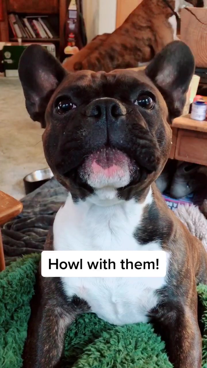 @wildlywinston