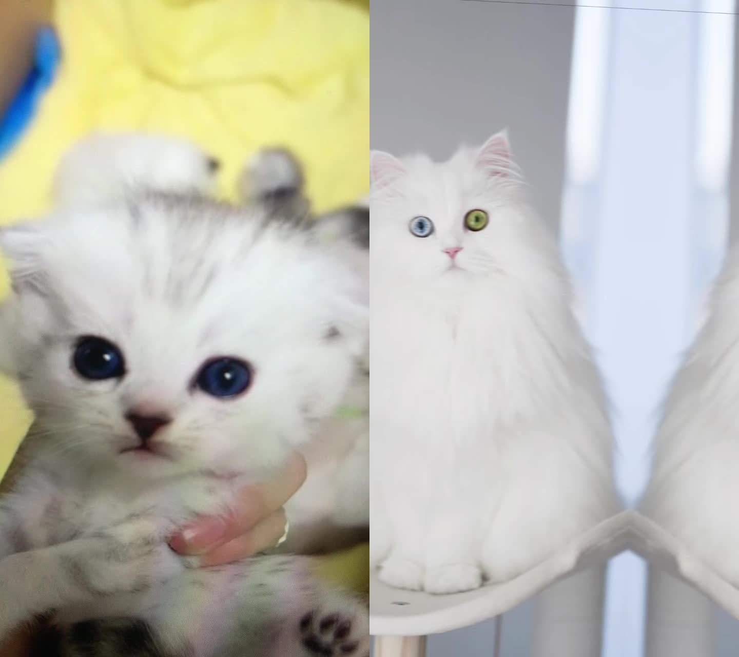 @Pet home