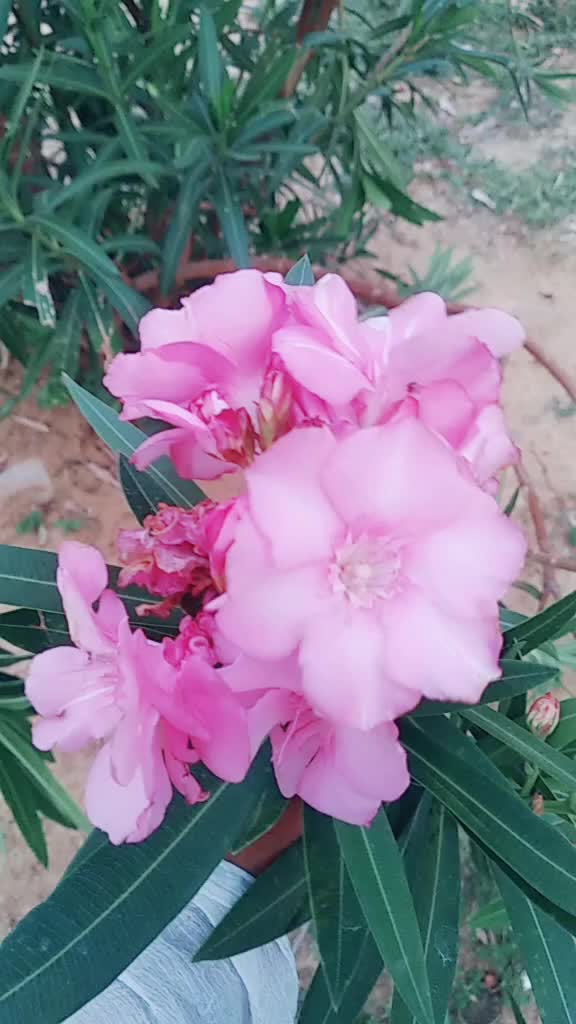 @user7750497470778