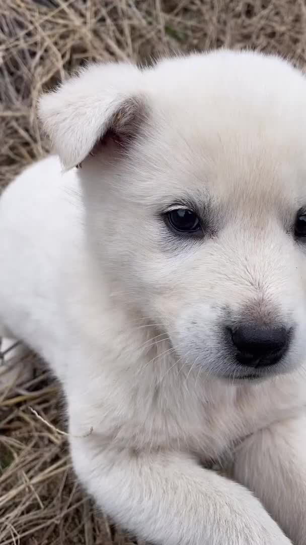 @Cute_Puppy_01