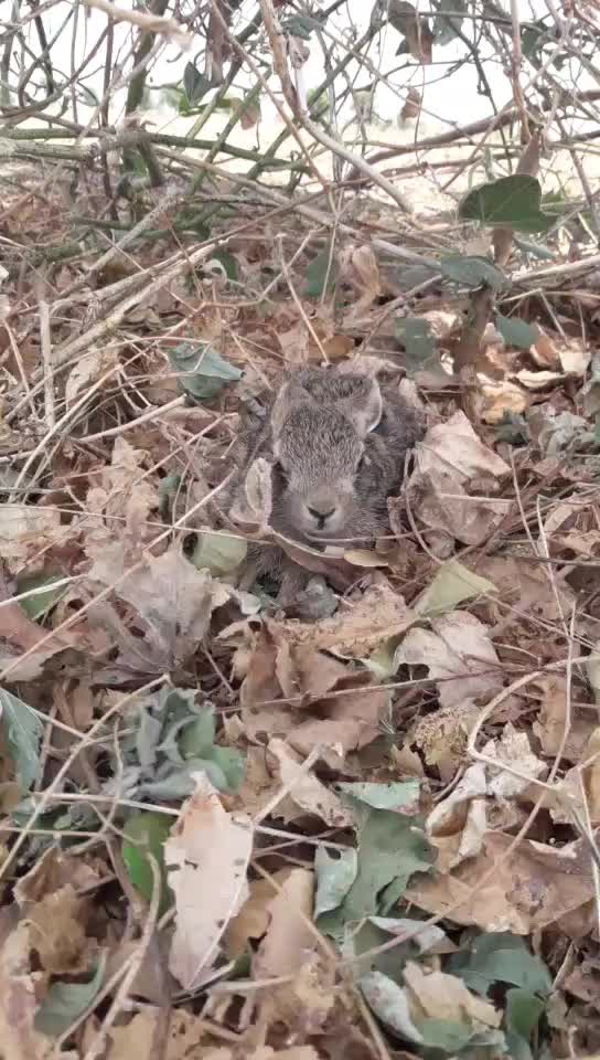 @પ્રભુભાઈ ભાડકા