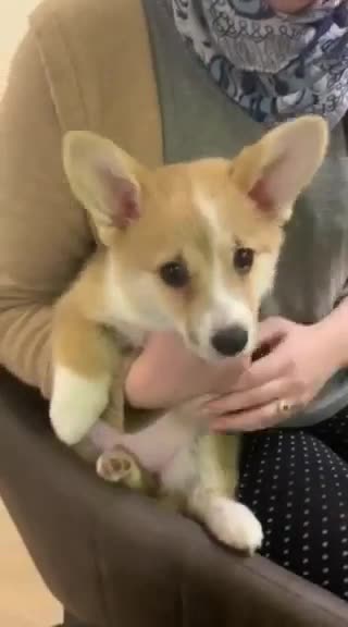 @jasminkathecorgi