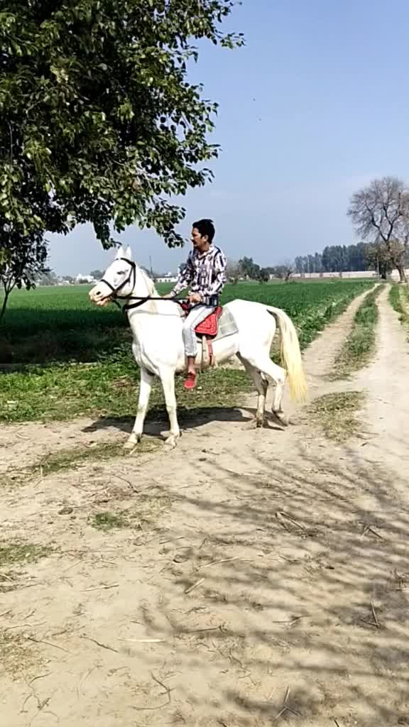 @pindu jatt