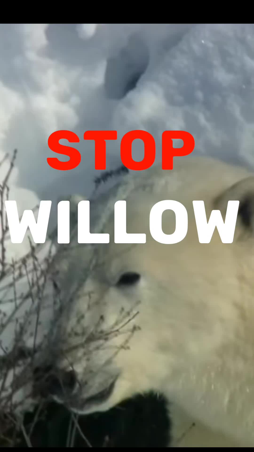 @♧︎︎︎ 𝓣𝓻𝓲𝓼𝓽𝓪𝓷 ♧︎︎︎