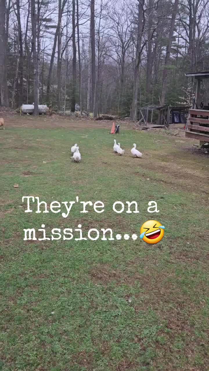 @Cluck and Waddle Farm Rescue