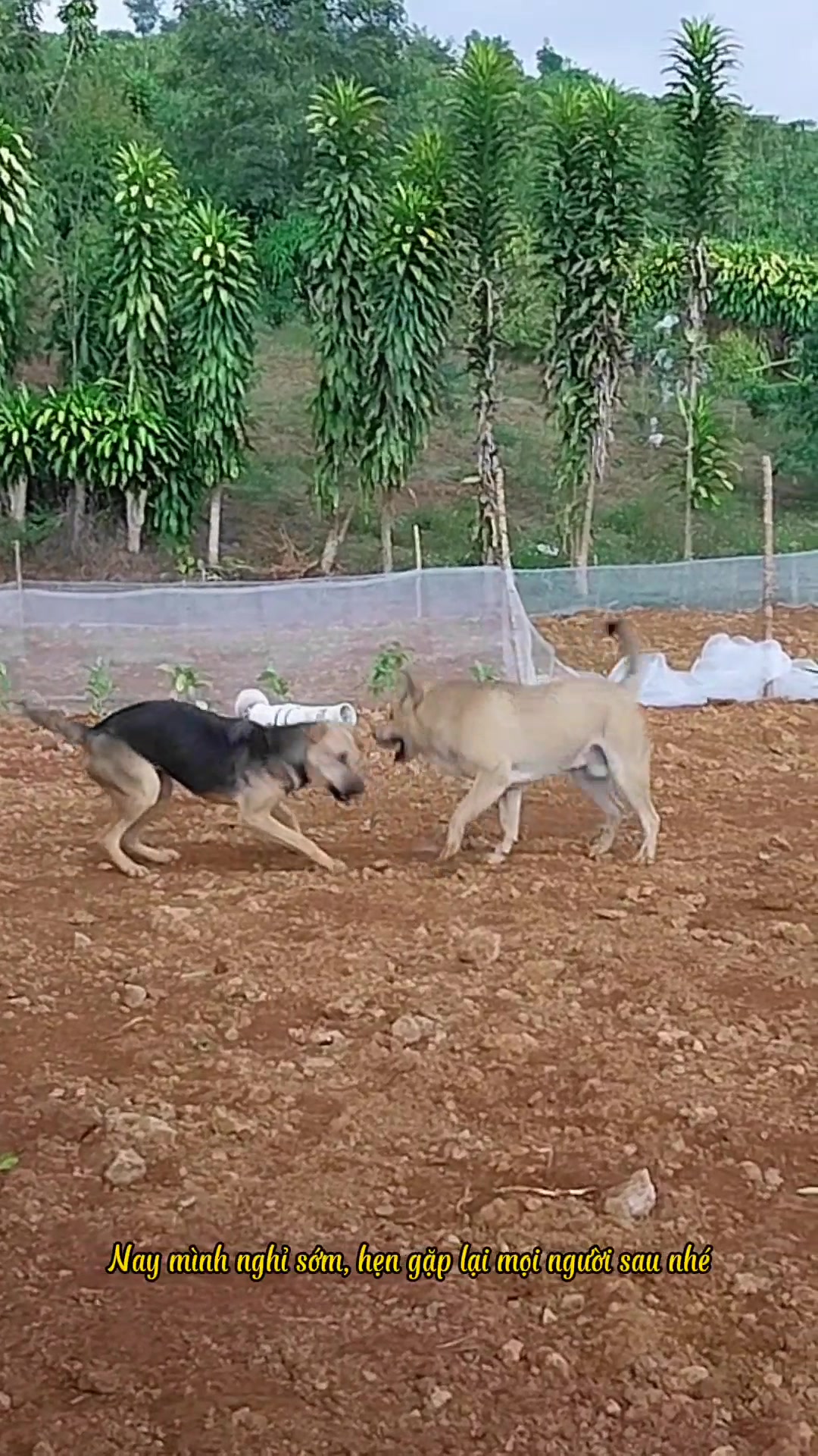 @Vườn nhà Tuyết