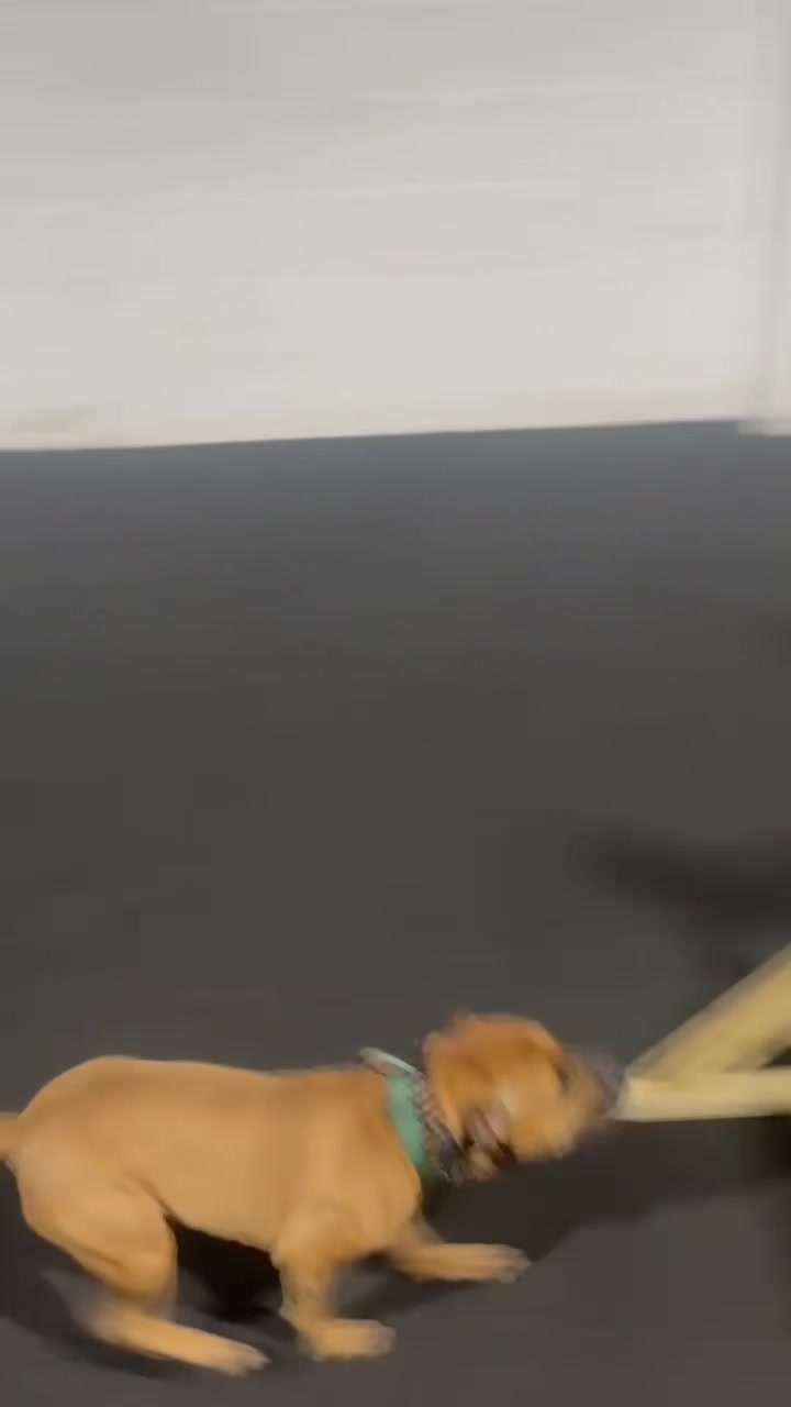 @Michael || Dog Trainer