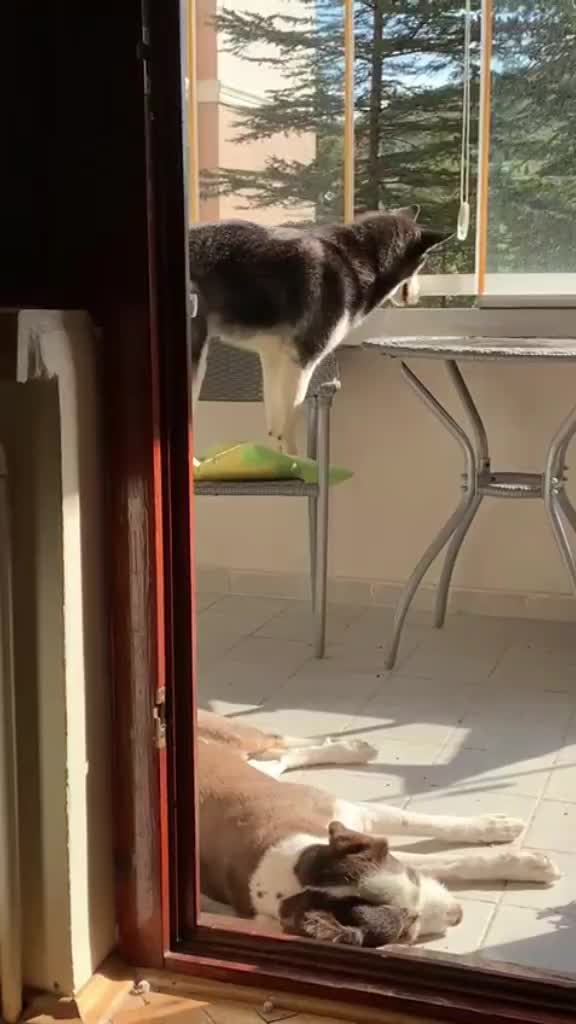 @Erzathehusky