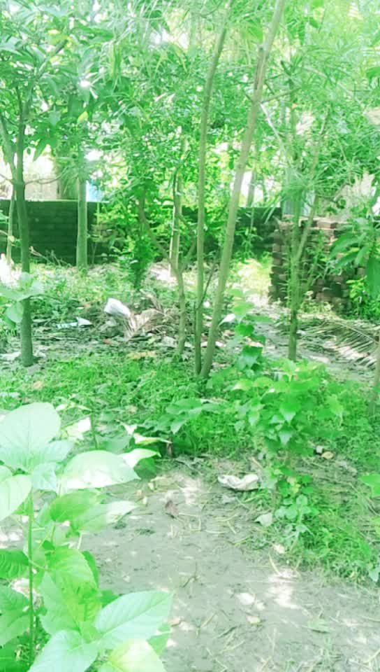 @Rupa Majumdar