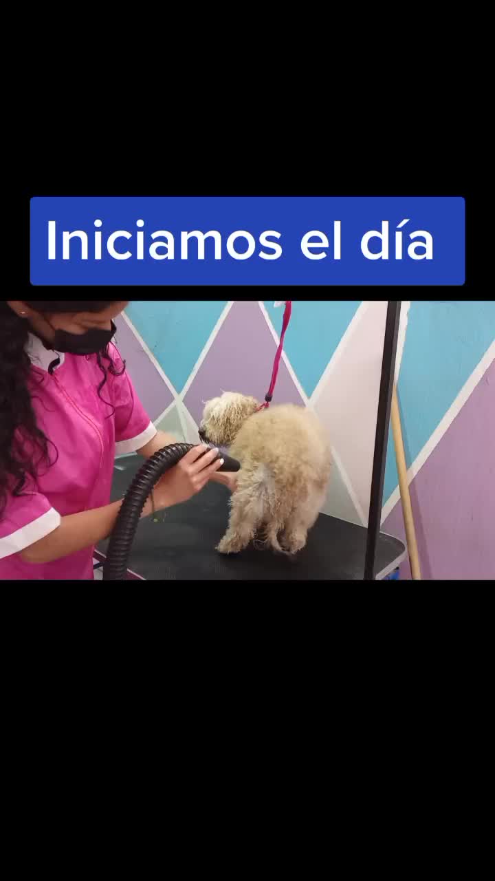 @🐶Consentidogs🐶