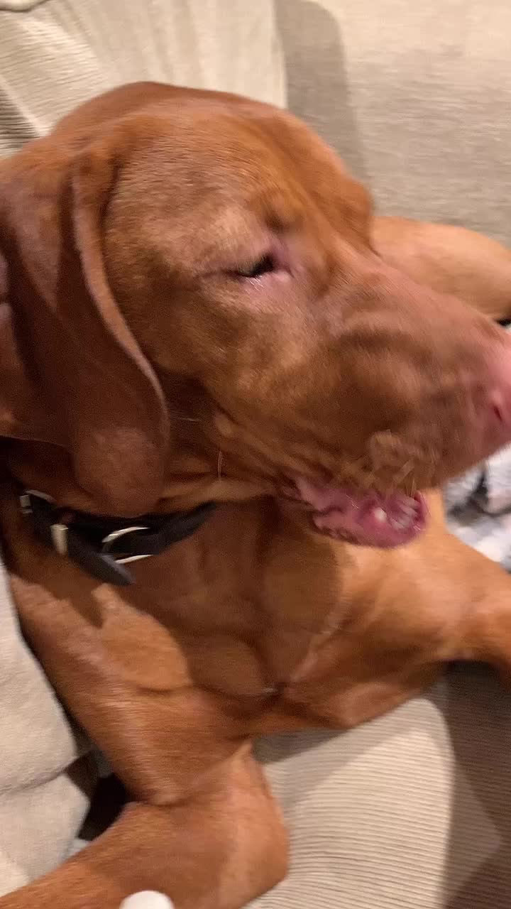 @Just that adorable pup