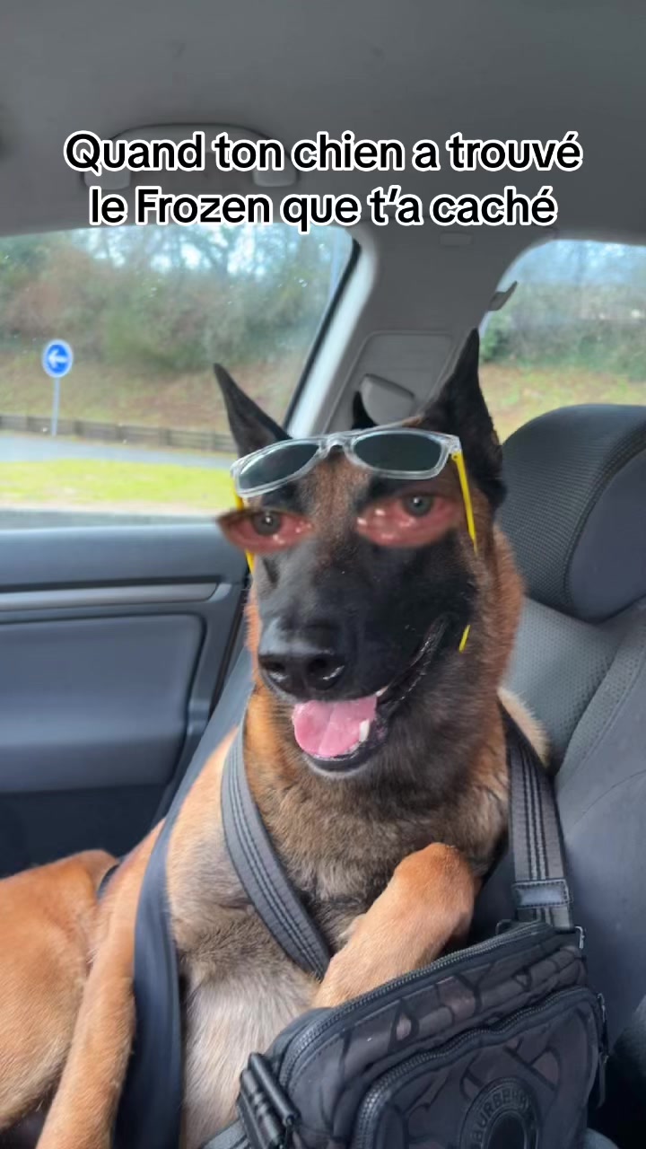 @Rios le malinois 🐕