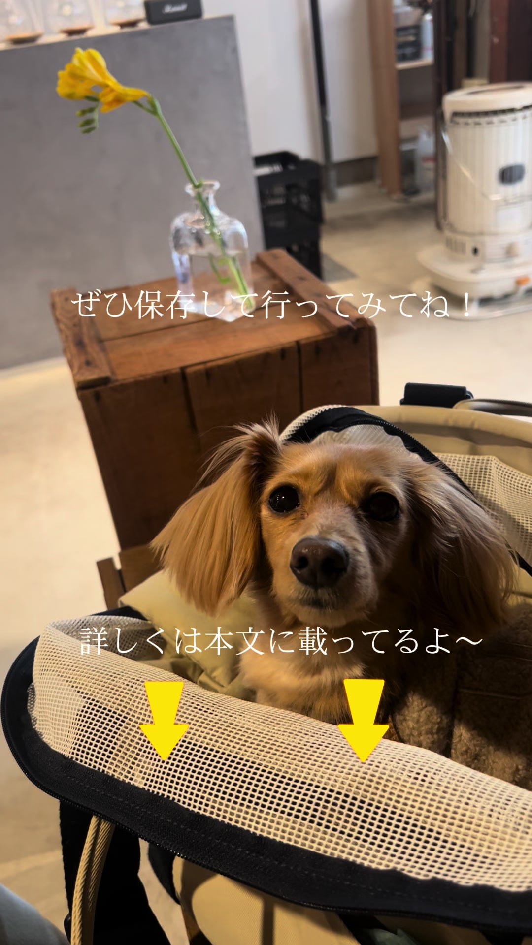 @wanwanカフェ物語