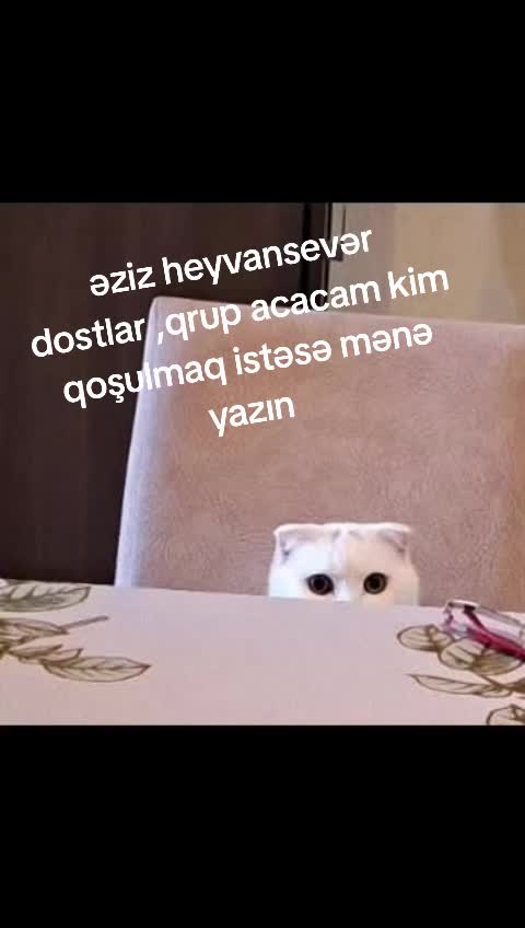 @SAHİBSİZ-HEYVANLARA-DESTEK