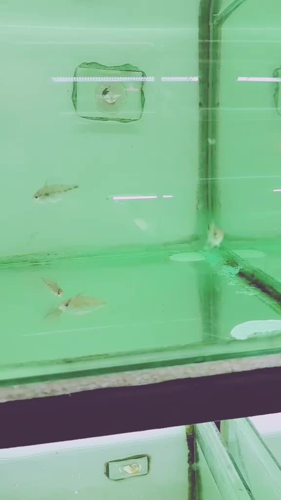 @Rebel Pets 🐠