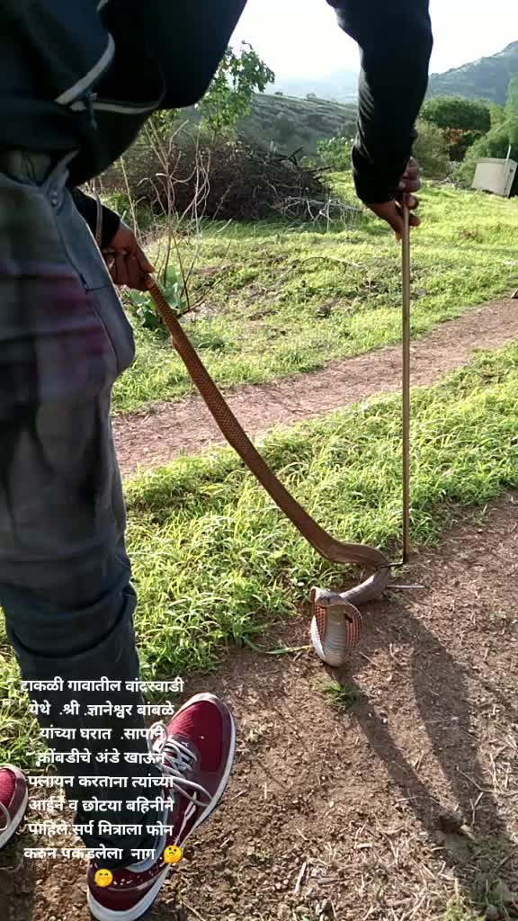 @mauli1991
