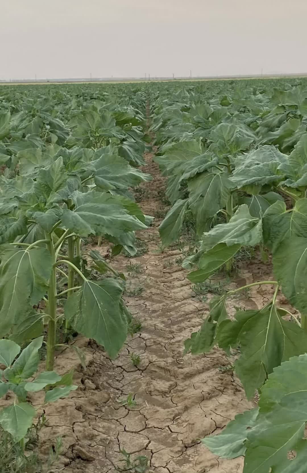 @AGROŞİMŞEK TARIM &Uuml;R&Uuml;NLERİ