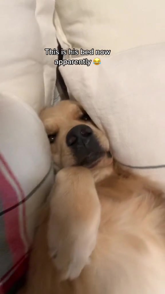 @George The Golden