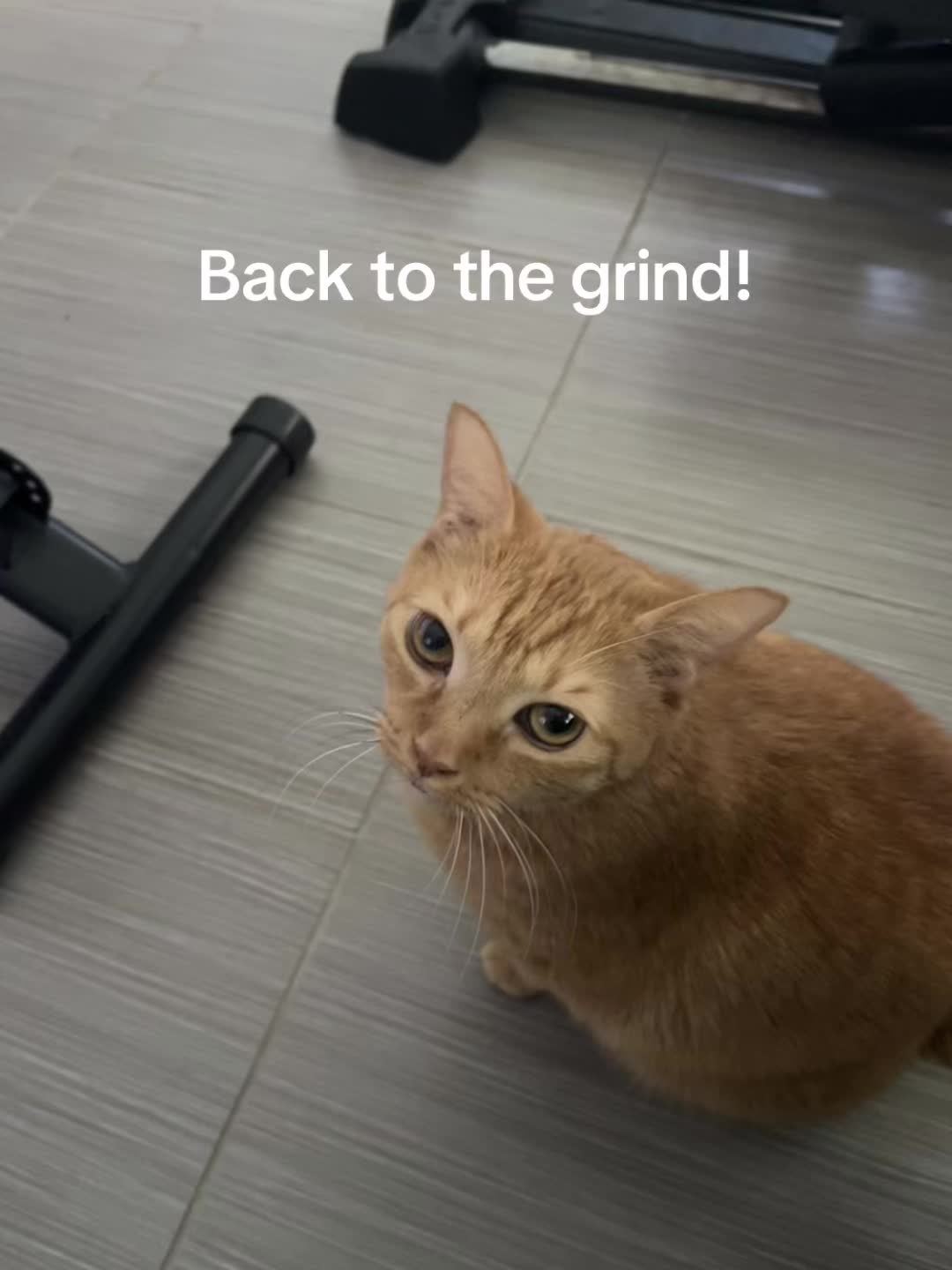 @roxyredcat