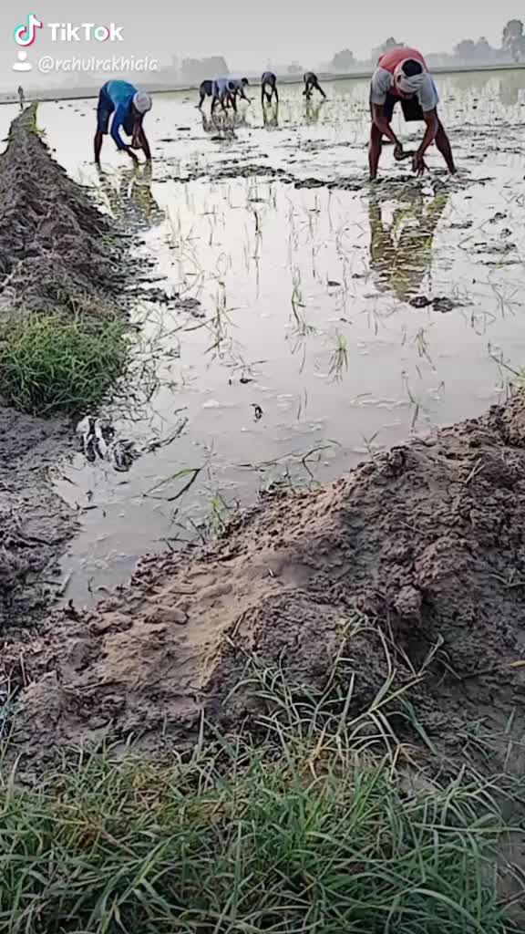 @Rahul Rakhi Ala