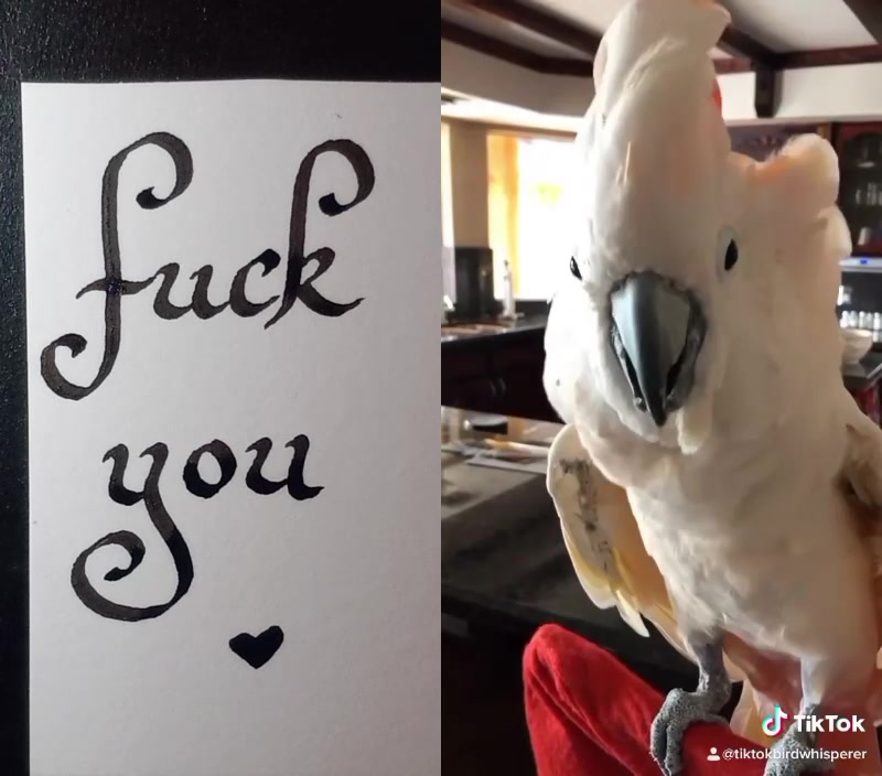 @Sweary Calligraphy