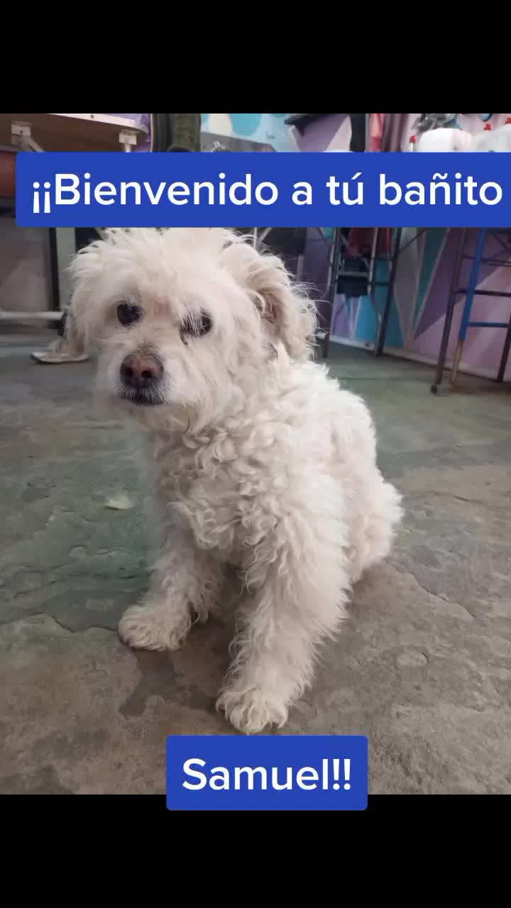 @🐶Consentidogs🐶