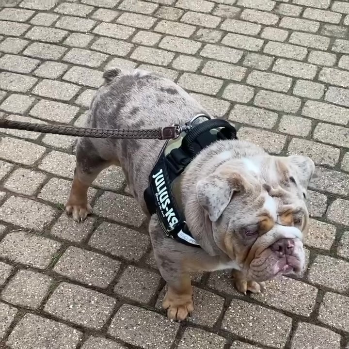 @rudzbulldogz