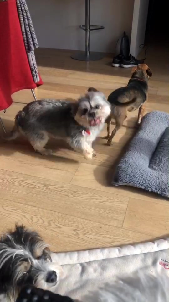 @Doggogirl
