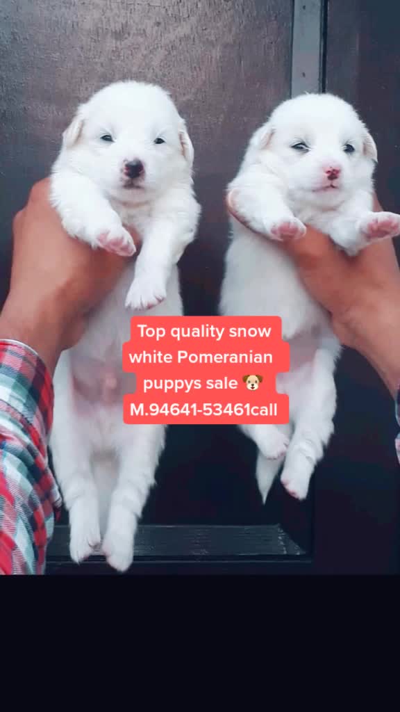 @GILL DOG FARM