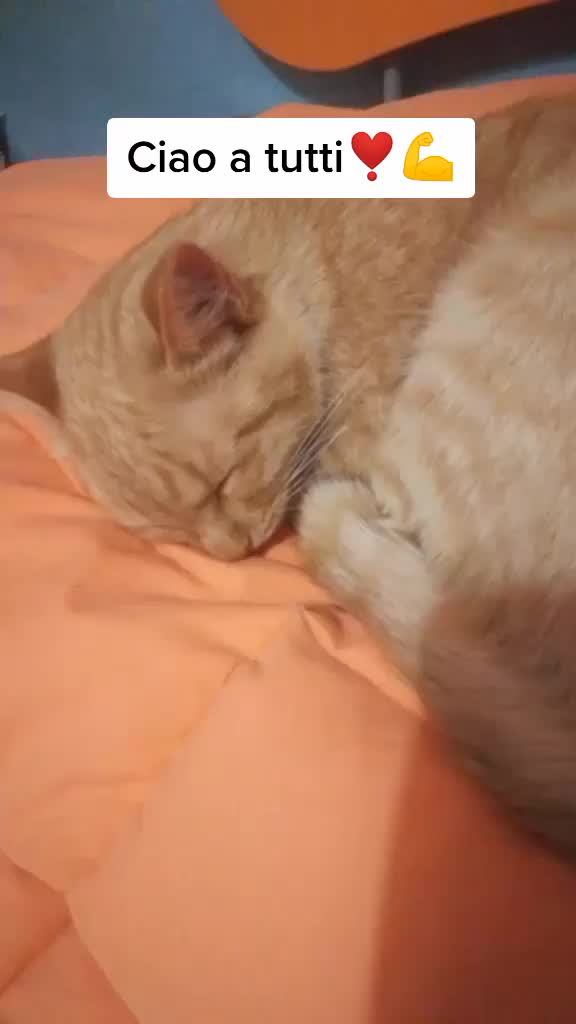 @Miele🐱🐈