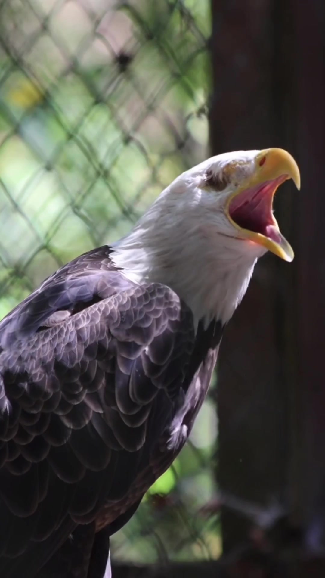 @Carolina Raptor Center